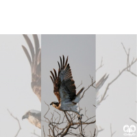 گونه عقاب ماهیگیر Osprey